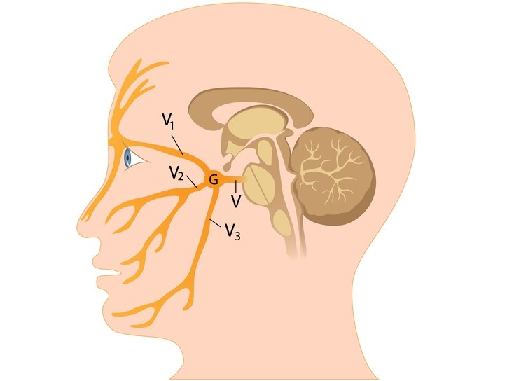 Нервы глаза