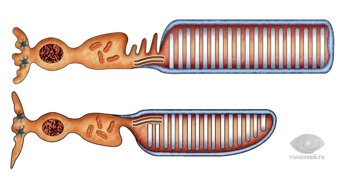 fotoreceptory-palochka-i-kolbochka.jpg