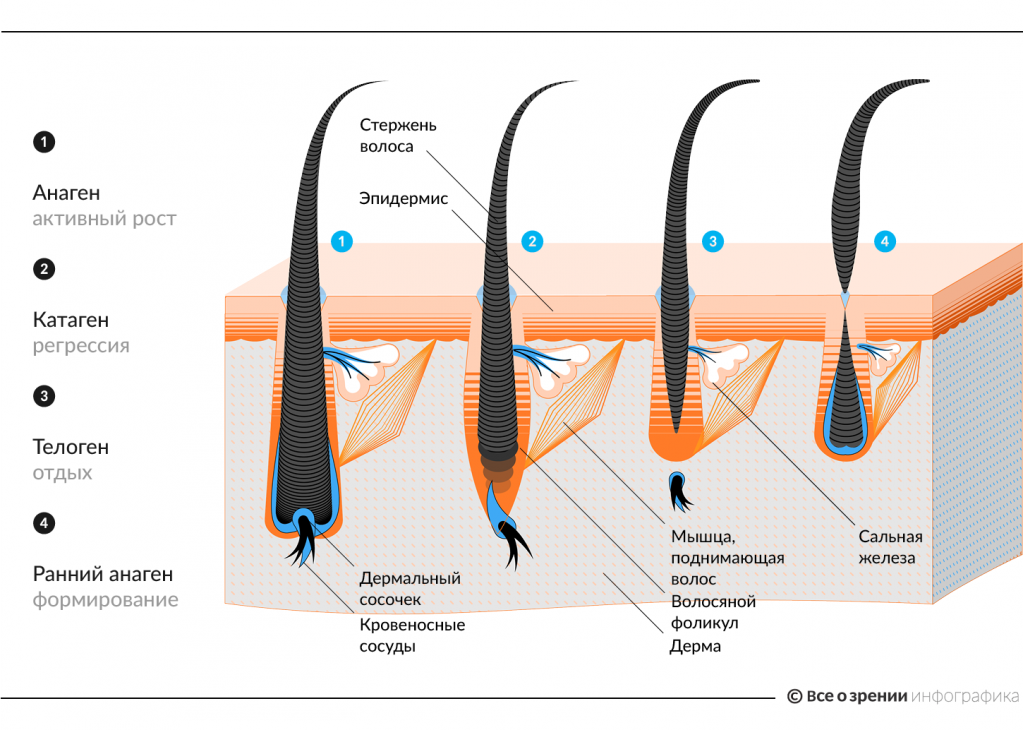 Растут корни волос. Стадии роста ресниц анаген катаген телоген. Анаген строение ресниц. Строение волоса жизненный цикл ресниц. Фаза роста ресниц анаген катаген телоген.