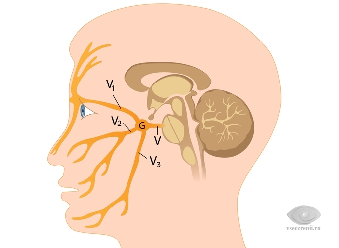 Нервы вокруг глаз лицевые нервы thumbnail