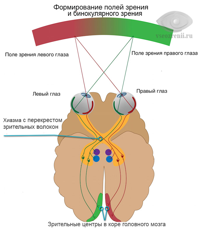 бинокулярное зрение в норме