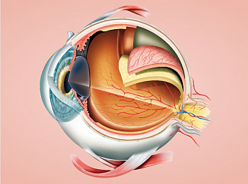 Строение глаза