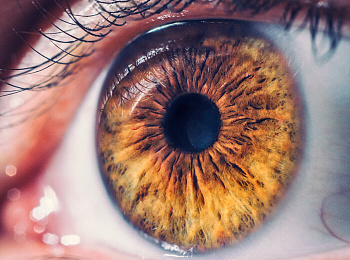 Сетчатка глаза — там, где зарождается зрение